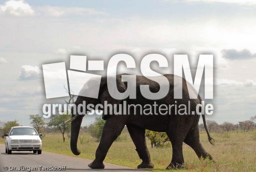 Afrikanischer Elefant (17 von 131).jpg